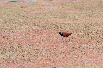 Northern Jacana (Jacana spinosa) in Costa Rica