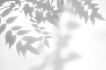 Gray shadow of the tree leaves on a white wall. Abstract neutral nature concept blurred background....