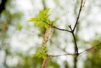 flowers of the maple tree (Latin Ácer negúndo) close-up.
