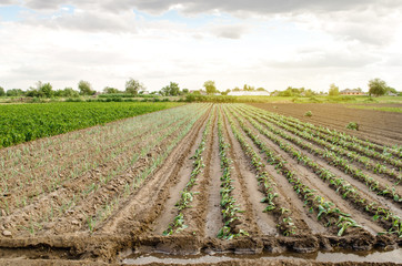 Plantation of young cabbage on a farm on a sunny day. Growing organic vegetables. Eco-friendly products. Agriculture and farming. Plantations cultivation. Ukraine, Kherson region. Selective focus