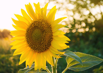Fototapeta premium Beautiful young sunflower growing in a field at sunset. Agriculture and farming. Agricultural crops. Helianthus. Natural background. Yellow flower. Ukraine, Kherson region. Selective focus