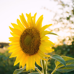Beautiful young sunflower growing in a field at sunset. Agriculture and farming. Agricultural crops. Helianthus. Natural background. Yellow flower. Ukraine, Kherson region. Selective focus