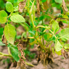 Leaves Of Potato With Diseases. Plant Of Potato Stricken Phytophthora (Phytophthora Infestans) In the field. Close Up. vegetables. farm agriculture. crop failure