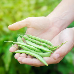 farmer holds fresh beans in hands. french bean. harvest on the field. farming. Agriculture food production.