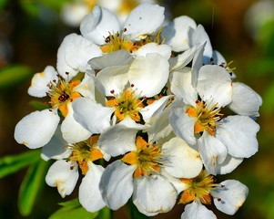 Fototapeta na wymiar branch with pear flowers