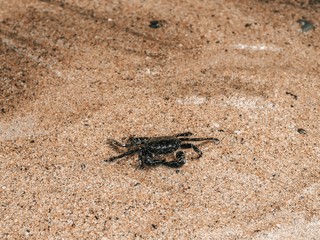 Crab crawling on the sand