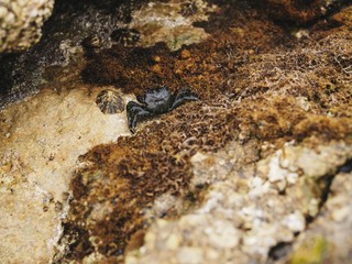 Crab crawling on the sand