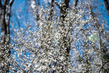 blooming white tree in spring