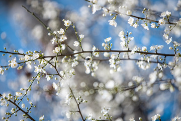 blooming white tree in spring