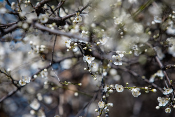 blooming white tree in spring