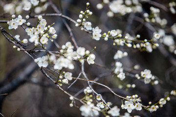 Fototapeta premium blooming white tree in spring
