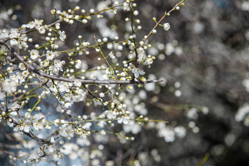 blooming white tree in spring