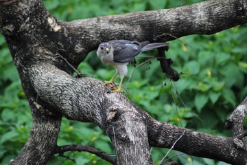 A bird eatting lizard on the tree