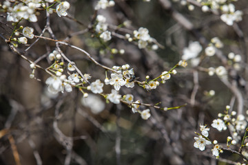 blooming white tree in spring