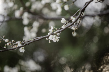 blooming white tree in spring