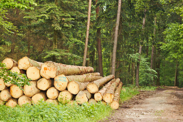 pile of trunks in the forrest next to a walkway