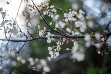 blooming white tree in spring