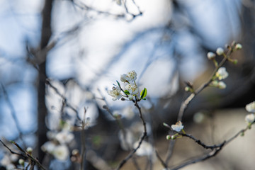 blooming white tree in spring