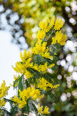 yellow mimosa spring flowering tree