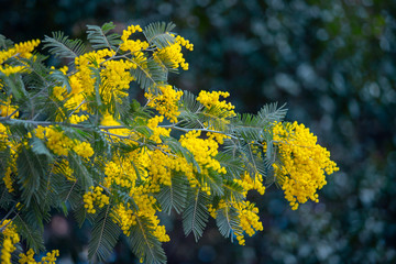 Fototapeta na wymiar yellow mimosa spring flowering tree