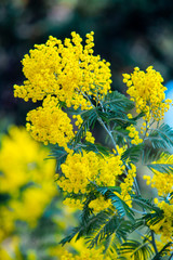 yellow mimosa spring flowering tree