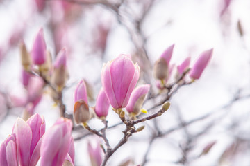 tulip tree blossoms in spring magnolia sulange