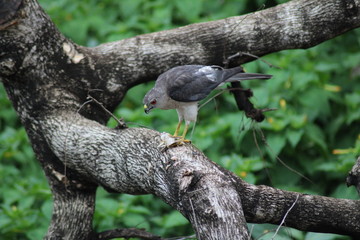 A bird eatting lizard on the tree