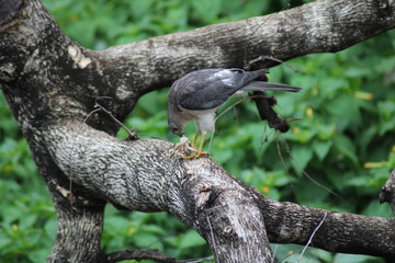 A bird eatting lizard on the tree