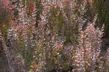 Green and purple foliage on branches of Berberis thunbergii atropurpurea