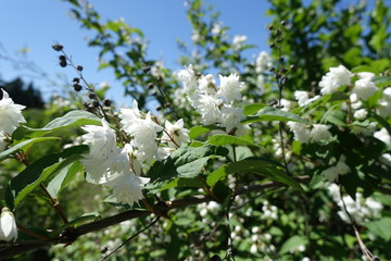 Blossoming branch of Deutzia against blue sky in May