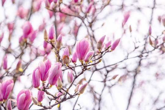 tulip tree blossoms in spring magnolia sulange