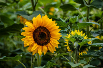 Happy sunflower close up. Yellow petals almost ripe. Beautiful composition in August