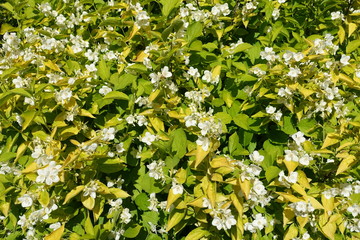 Bright yellow leafage and white flowers of Philadelphus coronarius Aureus