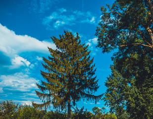 treetops in a beautiful forest