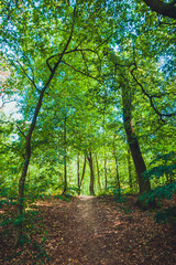 ancient forest for environmental themes