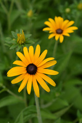 Deams coneflower