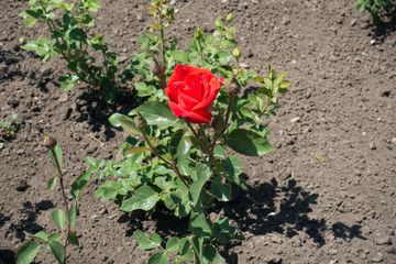 Small rose bush with one red flower in May