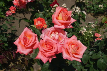 Bunch of salmon pink flowers of garden rose
