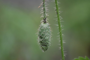 Blütenknospe - Mohn (Papaver) mit Blattläusen