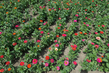Lines of red, pink, orange, beige and magenta colored flowers of zinnia