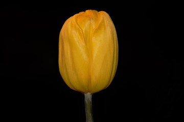 yellow tulip on black background