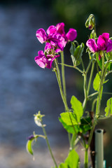 pink fragrant sweat peas in the cottage garden