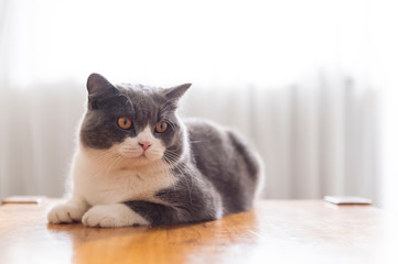 Cute british shorthair cat lying on the desktop