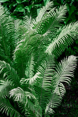 Detail Of Fern On Dark Background