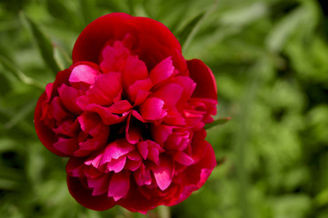 Red peony flower on greenery background.