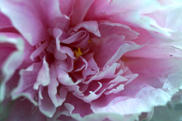 Peony flower macro photography