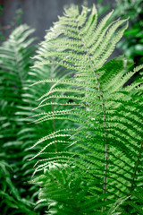 Detail Of Fern On Dark Background