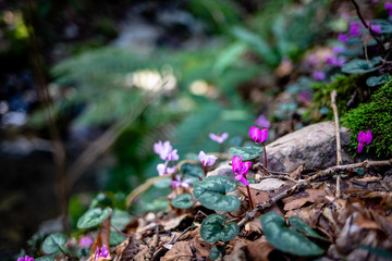 purple cyclomen flowers in spring forest