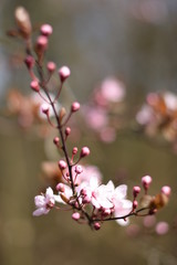 Obraz premium Kirschblütenzweig