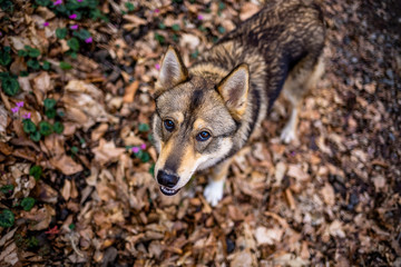 dog wolf in the forest brown